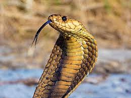 cobra.jpg