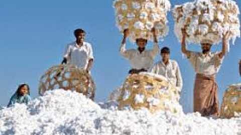 Akola News: Registered farmers are waiting to buy cotton, farmers are suffering due to lack of staff