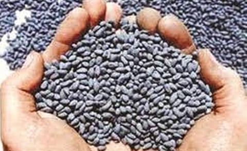 cotton seed