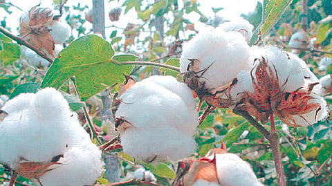 Cotton 