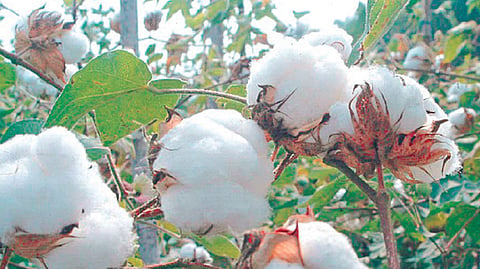 Cotton 
