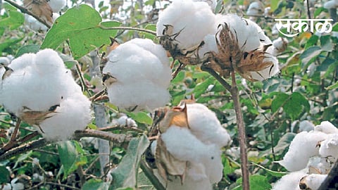 कापसाचा शिल्लक साठा बाहेर पाठवा 