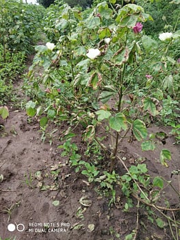 cotton