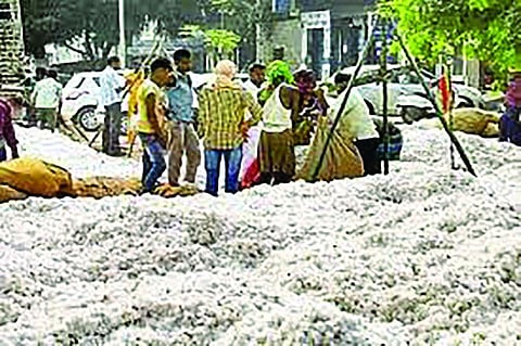 cotton kharedi