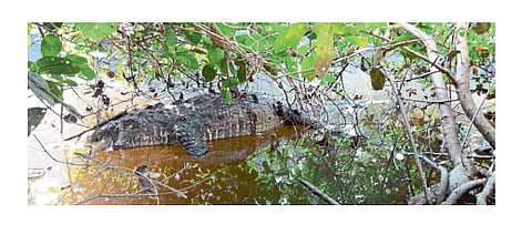 crocodile death in madura kokan marathi news