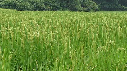 rare crops are shortely found in konkan one lady successfully cultivate various crops in farm