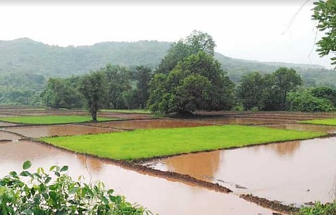 crop damaged in 70 percentage village of bhandara 