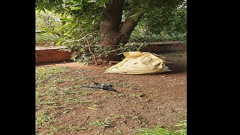 चेंबूरनंतर मुंबईत गिरगाव चौपाटीवर 12 कावळ्यांचा मृत्यू