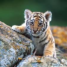 crowd while rescue operation of cub