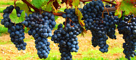 grapes theft in Sangli