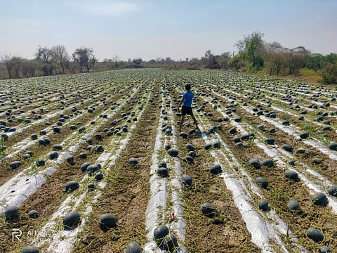 damage crops in akola.jpg