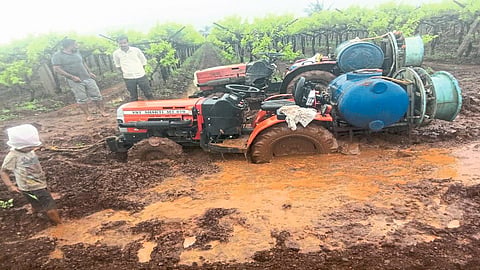 Damage To Vineyards Due To Rains Kolhapur Marathi News