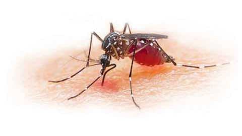 Dengue spread in Aurangabad