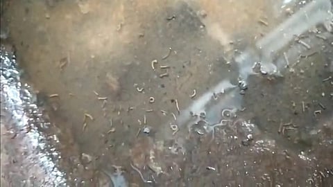 dengue