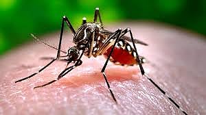 dengue 111.jpg