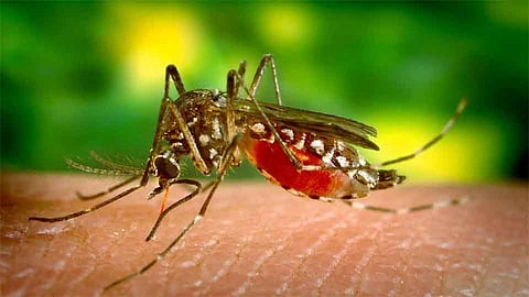 After Corona, Dengue And Chicken Pox Patients Are Found In Jaysingpur Kolhapur Marathi News