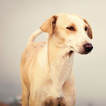 Wow ... Indian Dogs Will Get Their Home 