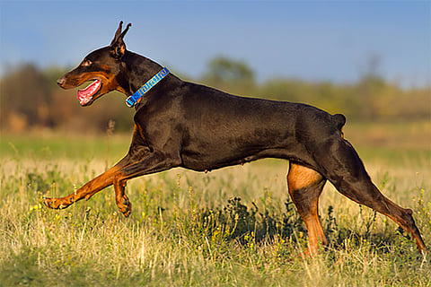 Have you seen a dog without a tail read full story