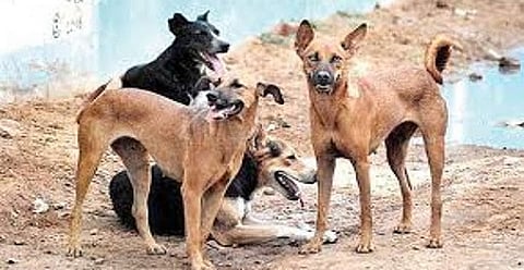 dogs 2.jpg