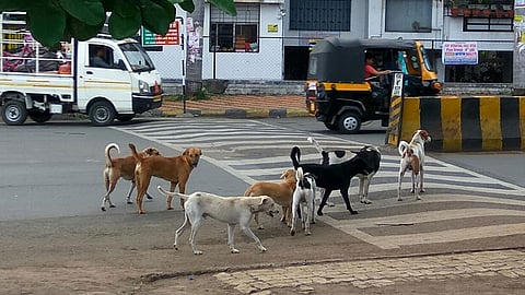 dogs