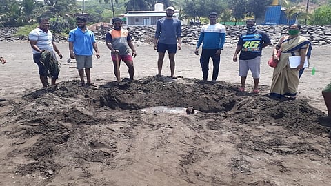 case dolphin was once again found on the deer beach in Dapoli