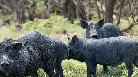 pig