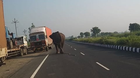 elephant