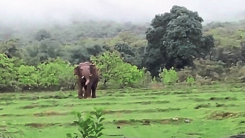 Do not want sanctuary, nor Compensation catch the elephant instead!