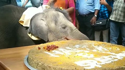 kerala baby elephant birthday