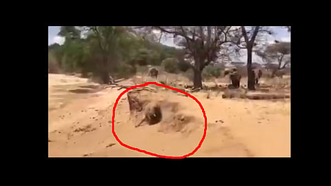 elephant viral video on twitter shared by ifs officer parveen kaswan goes viral