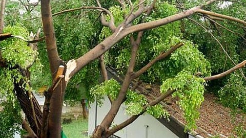 Thirty people die in five years due to falling trees in Mumbai