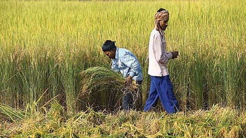 विदर्भ, मराठवाड्यातील शेतकऱ्यांच्या डोळ्यांत पडदा! 