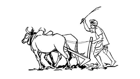farmer 2.jpg