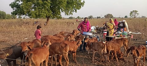 yavatmal farmer