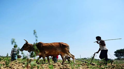 farmers