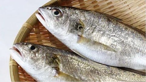 fish of rupees 1000 crore not sales due to corona and export stop in ratnagiri