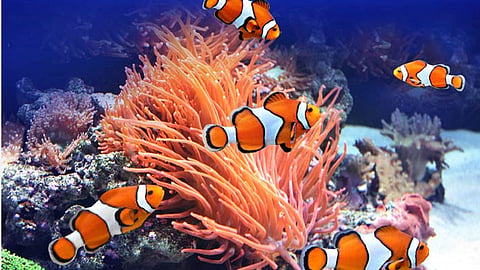fish tank