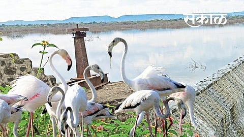 Satara Latest Marathi News, Satara News