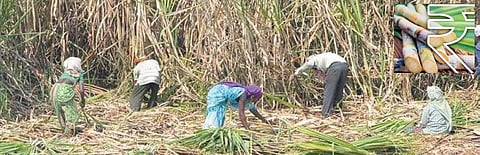  Sugarcane rates in three pieces: the first installment of 2400