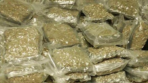 ganja
