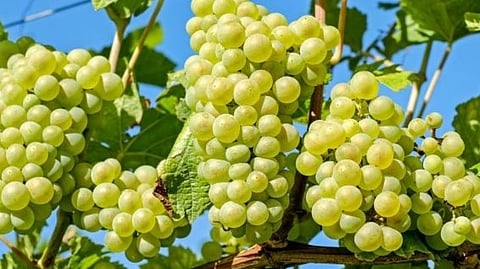 grapes market