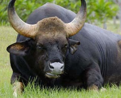 Five charged for hunting two gaur