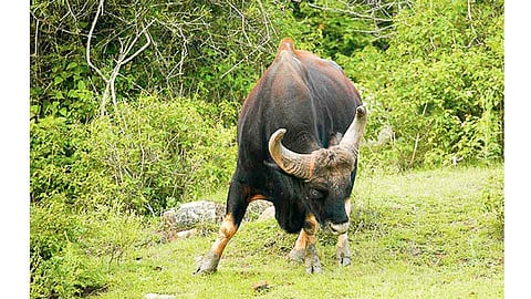 झाराप-पत्रादेवी महामार्गावर वाहनांच्या धडकेत गव्याचा मृत्यू
