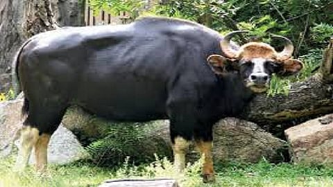 bison seen in kini hatkangale kolhapur