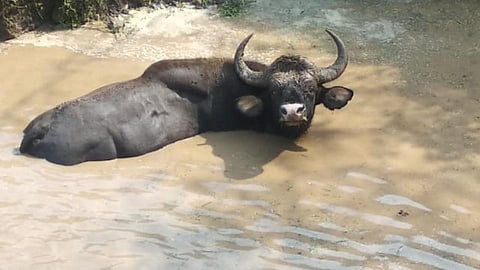 The Gaur That Fell Into The Well Was Taken Out Kolhapur Marathi News
