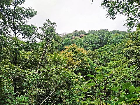 गडचिरोली : जोडामेट्टा डोंगरावरून दिसणारे विहंगम दृश्‍य.
