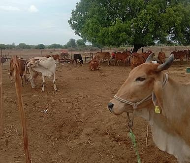 Gir cows make farmers rich