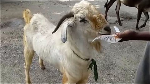 goat addicted tobacco at chandrapur
