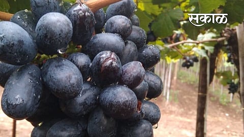farmers are in loss Grape beads burst due to unseasonal rains In pune