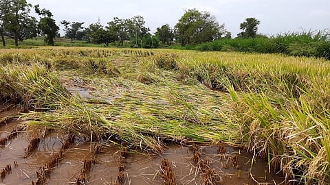 Resident Deputy Collector Bhausaheb Galande directed all tehsildar to conduct immediate panchnama of crops damaged due to rains 